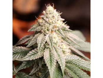 HUMBOLDT SEED ORGANIZATION - SUNSET BRIDE FEM