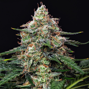 SEMILLAS BUDDHA - AUTO GORILA FEM