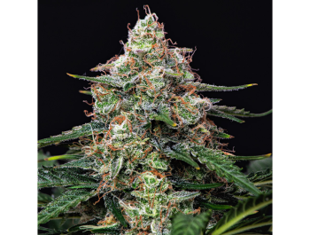 SEMILLAS BUDDHA - AUTO GORILA FEM