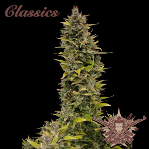 BUDDHA SEEDS - BUDDHA AK CLASSIC FEM