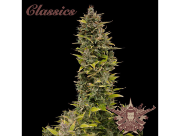 BUDDHA SEEDS - BUDDHA AK CLASSIC FEM