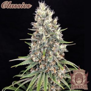 BUDDHA SEEDS - BUDDHA AMNESIA CLASSIC FEM
