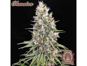 BUDDHA SEEDS - BUDDHA AMNESIA CLASSIC FEM