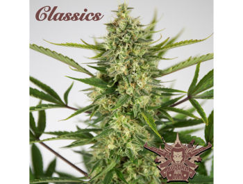 BUDDHA SEEDS - BUDDHA AUTO AK CLASSIC FEM