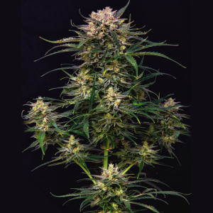 BUDDHA SEEDS - BUDDHA AUTO COOKIE FEM