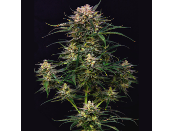 BUDDHA SEEDS - BUDDHA AUTO COOKIE FEM