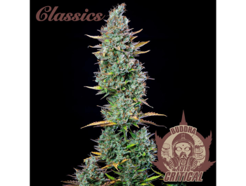 BUDDHA SEEDS - BUDDHA AUTO CRITICAL CLASSIC FEM