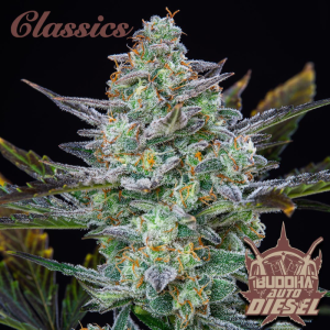 BUDDHA SEEDS - BUDDHA AUTO DIESEL CLASSIC FEM