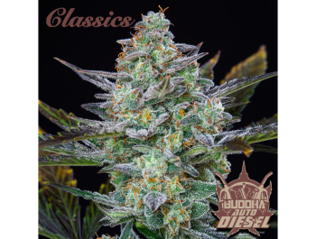 BUDDHA SEEDS - BUDDHA AUTO DIESEL CLASSIC FEM