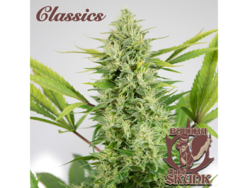 BUDDHA SEEDS - BUDDHA AUTO SKUNK CLASSIC FEM