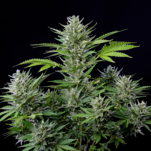 BUDDHA SEEDS - BUDDHA AUTO TANGIE FEM