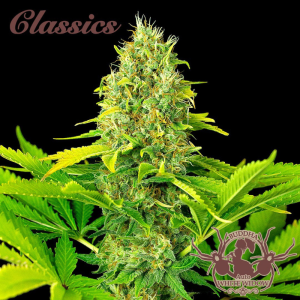 BUDDHA SEEDS - BUDDHA AUTO WHITE WIDOW CLASSIC FEM