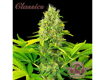 BUDDHA SEEDS - BUDDHA AUTO WHITE WIDOW CLASSIC FEM