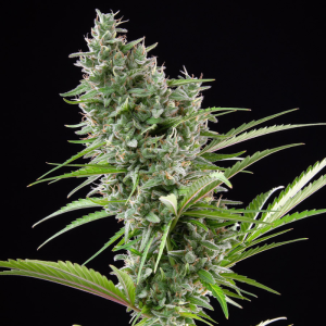 BUDDHA SEEDS - BUDDHA AUTO ZKITT FEM