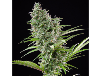 BUDDHA SEEDS - BUDDHA AUTO ZKITT FEM