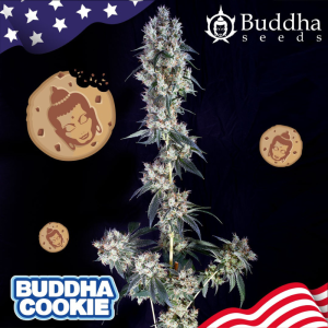 BUDDHA SEEDS - BUDDHA COOKIE FEM