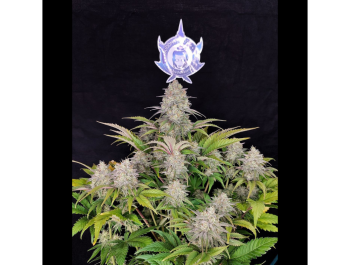 BUDDHA SEEDS - BUDDHA CRITICAL CLASSIC FEM