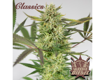 BUDDHA SEEDS - BUDDHA DIESEL CLASSIC FEM