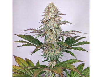 BUDDHA SEEDS - BUDDHA DOSI2 FEM