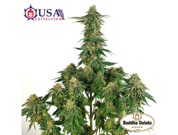 BUDDHA SEEDS - BUDDHA GELATO FEM