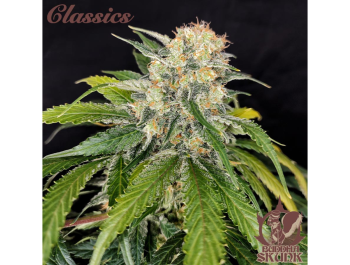 BUDDHA SEEDS - BUDDHA SKUNK CLASSIC FEM