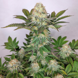 BUDDHA SEEDS - BUDDHA WEDDING CHEESECAKE FEM