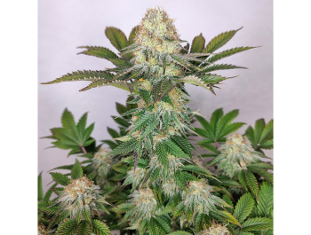 BUDDHA SEEDS - BUDDHA WEDDING CHEESECAKE FEM