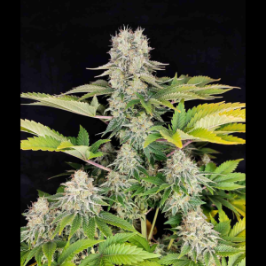 BUDDHA SEEDS - BUDDHA WHITE WIDOW CLASSIC FEM