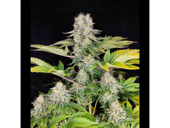 BUDDHA SEEDS - BUDDHA WHITE WIDOW CLASSIC FEM