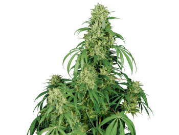 BUDDHA SEEDS - CALAMITY JANE AUTO FEM