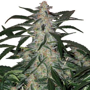 BUDDHA SEEDS - DEIMOS AUTO FEM