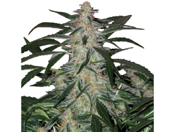 BUDDHA SEEDS - DEIMOS AUTO FEM