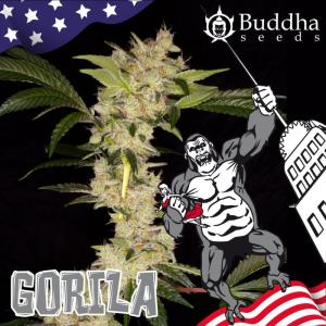 BUDDHA SEEDS - GORILA FEM