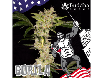 BUDDHA SEEDS - GORILA FEM