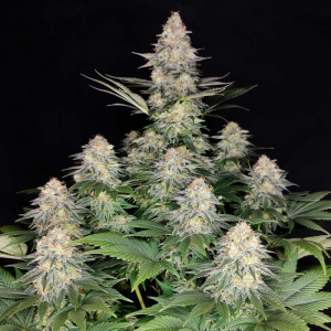 BUDDHA SEEDS - KRAKEN FEM