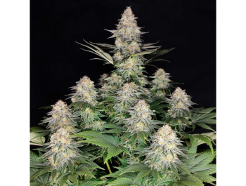 BUDDHA SEEDS - KRAKEN FEM