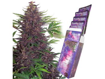 BUDDHA SEEDS - PURPLE KUSH AUTO FEM