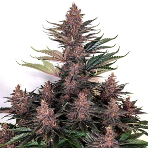 BUDDHA SEEDS - PURPLE KUSH FEM (NO Auto)