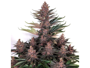 BUDDHA SEEDS - PURPLE KUSH FEM (NO Auto)