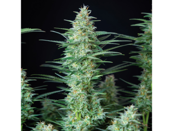 BUDDHA SEEDS - RED DWARF AUTO FEM