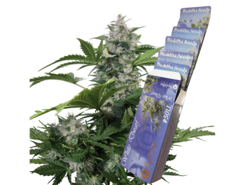 BUDDHA SEEDS - WHITE DWARF AUTO FEM