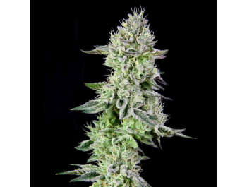 SEMILLAS AGRADECIDAS - BARBARA'S PIE FEM (EDICIÓN ORIGINAL)