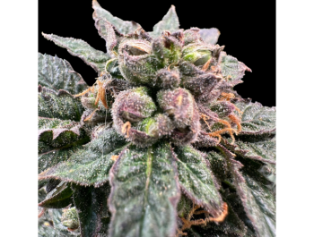 SEMILLAS AGRADECIDAS - BRO SIENCE FEM (EDICIÓN ORIGINAL)