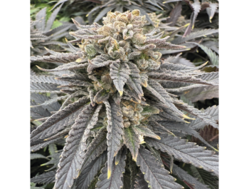 GRATEFUL SEEDS - MITTERNACHT ZLAPT FEM (ORIGINALAUSGABE)