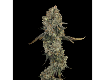 GRATEFUL SEEDS - OBSESSION FEM (ORIGINALAUSGABE)