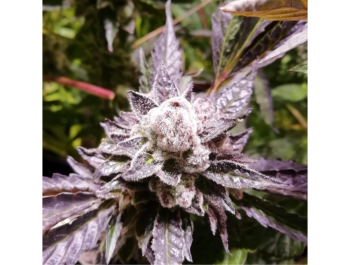 GRATEFUL SEEDS - ORANGE GROOVY BX FEM (ORIGINALAUSGABE)