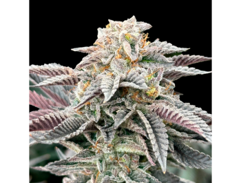 GRATEFUL SEEDS - SOUR BURGER FEM (ORIGINALAUSGABE)