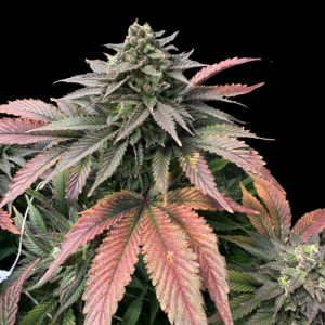 GRATEFUL SEEDS - BOOBIES FEM (EDICIÓN LIMITADA)