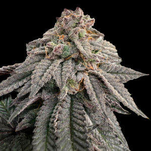 GRATEFUL SEEDS - HASCHISCH GÜRTEL FEM (LIMITIERTE AUFLAGE)