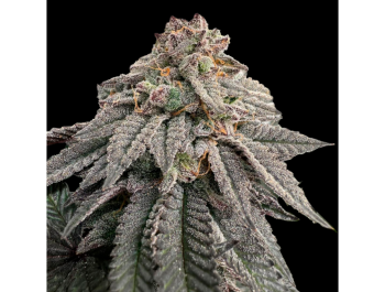 GRATEFUL SEEDS - HASCHISCH GÜRTEL FEM (LIMITIERTE AUFLAGE)